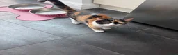 Domestic Shorthair cats for sale: Beautiful Calico short haired domestic kitten  in Poole - Advert 5