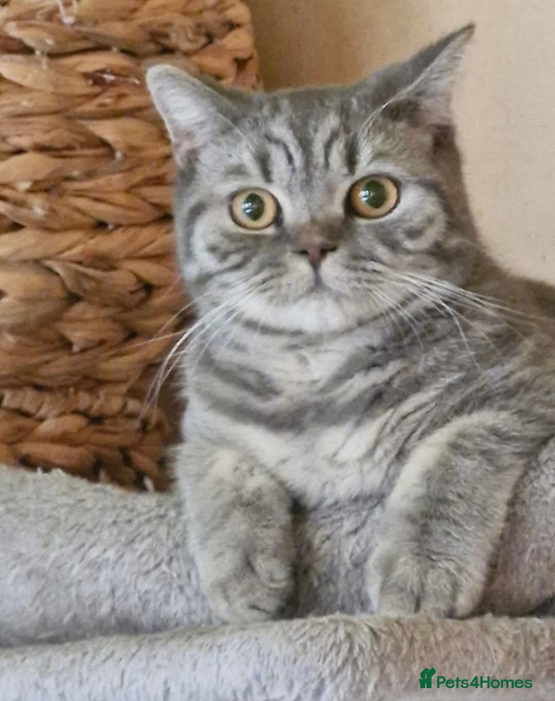 British Shorthair cats Beautiful champion bsh neuter  - Advert 1