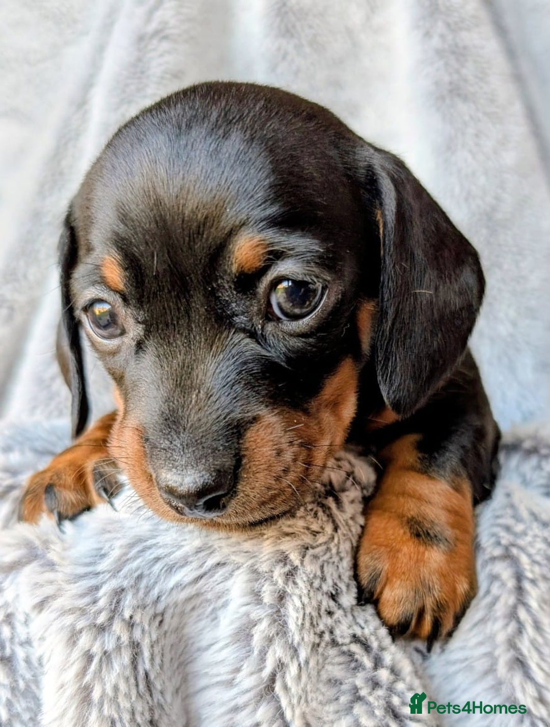 Miniature Dachshund dogs for sale: Genuine Short Haired Miniature Dachshund Puppies - Image 16