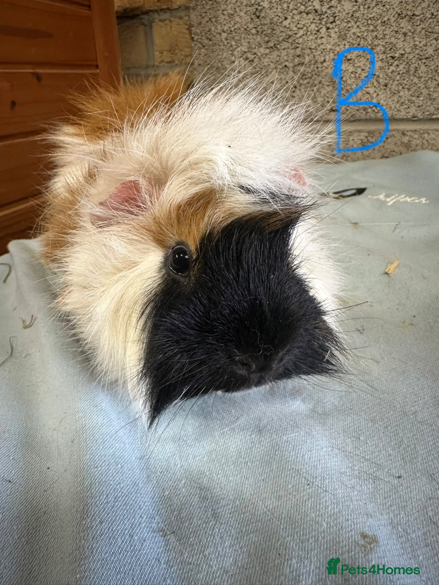 Guinea Pig rodents Male and female guinea pigs for sale  - Advert 1
