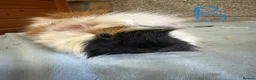 Guinea Pig rodents for sale: Male and female guinea pigs for sale  - Advert 1