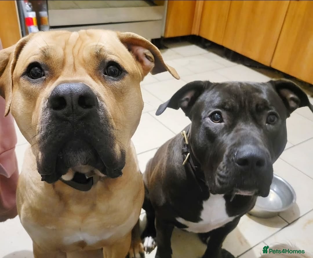 Presa Canario dogs for sale:  Presa Canario Puppies – Ready to leave now - Advert 16