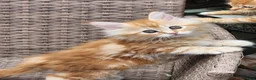 Maine Coon cats for sale: Maine Coon ginger Ready Now!! Absolutely gorgeous! - Advert 13