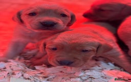 Labrador Retriever dogs for sale: Gorgeous KC Labrador puppies  - Image 10