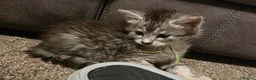 Maine Coon cats for sale: TICA registered family raised babies - Advert 9
