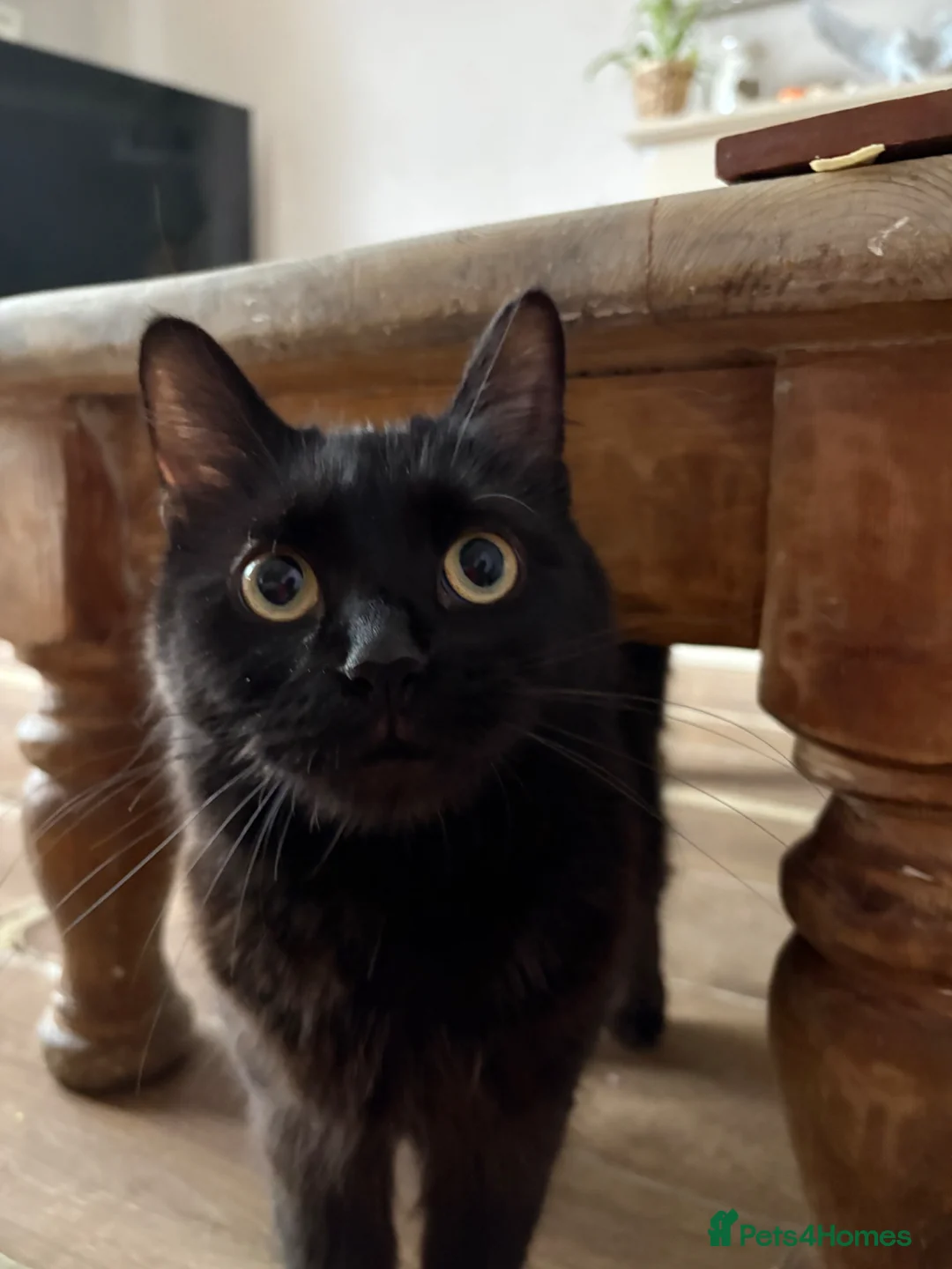 Mixed Breed cats for sale: Main coon X British short hair kittens  in Chessington - Advert 1