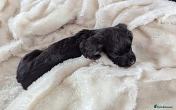 Cocker Spaniel dogs for sale: Beautiful black working cocker spaniel puppies  - Image 12