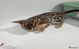 Bengal cats for sale: Pure Bengal kittens - Image 15