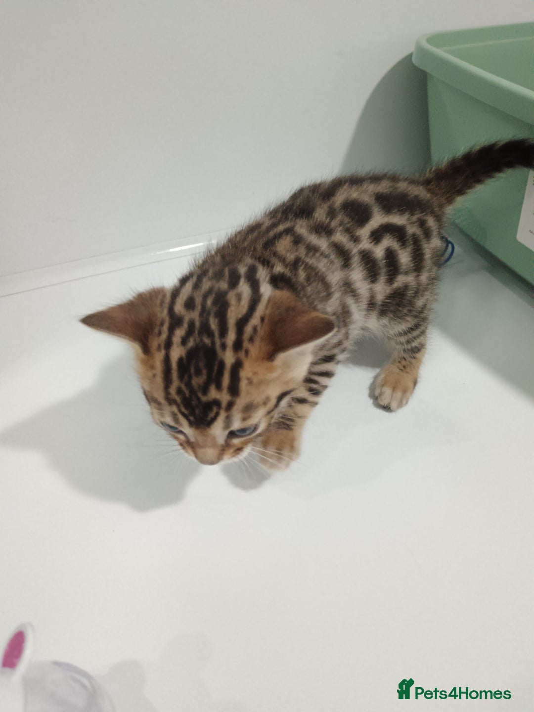 Bengal cats for sale: Pure Bengal kittens - Image 15