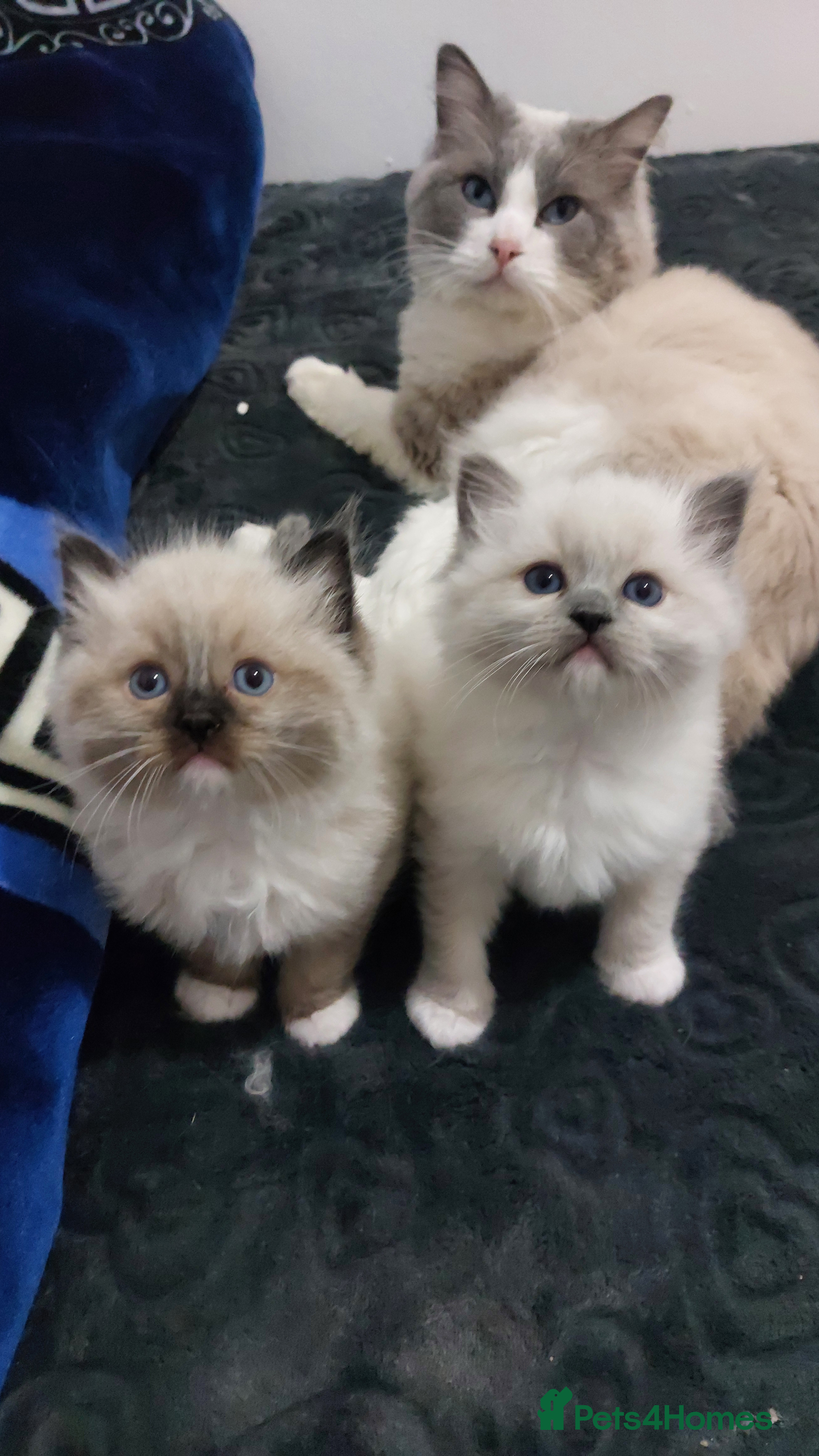 Ragdoll cats Two gorgeous rag dolls Girl and boy 😺😸 in Leicester - Advert 1