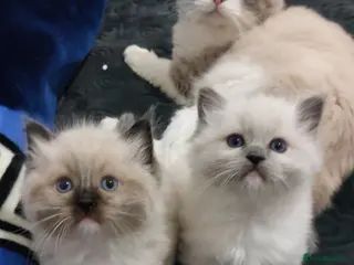 Ragdoll cats Two gorgeous rag dolls Girl and boy 😺😸 in Leicester - Advert 1