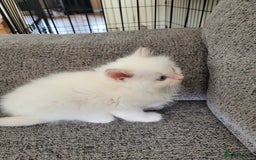 Ragdoll cats for sale: REDUCED Ragdoll kitten ready now - Image 10