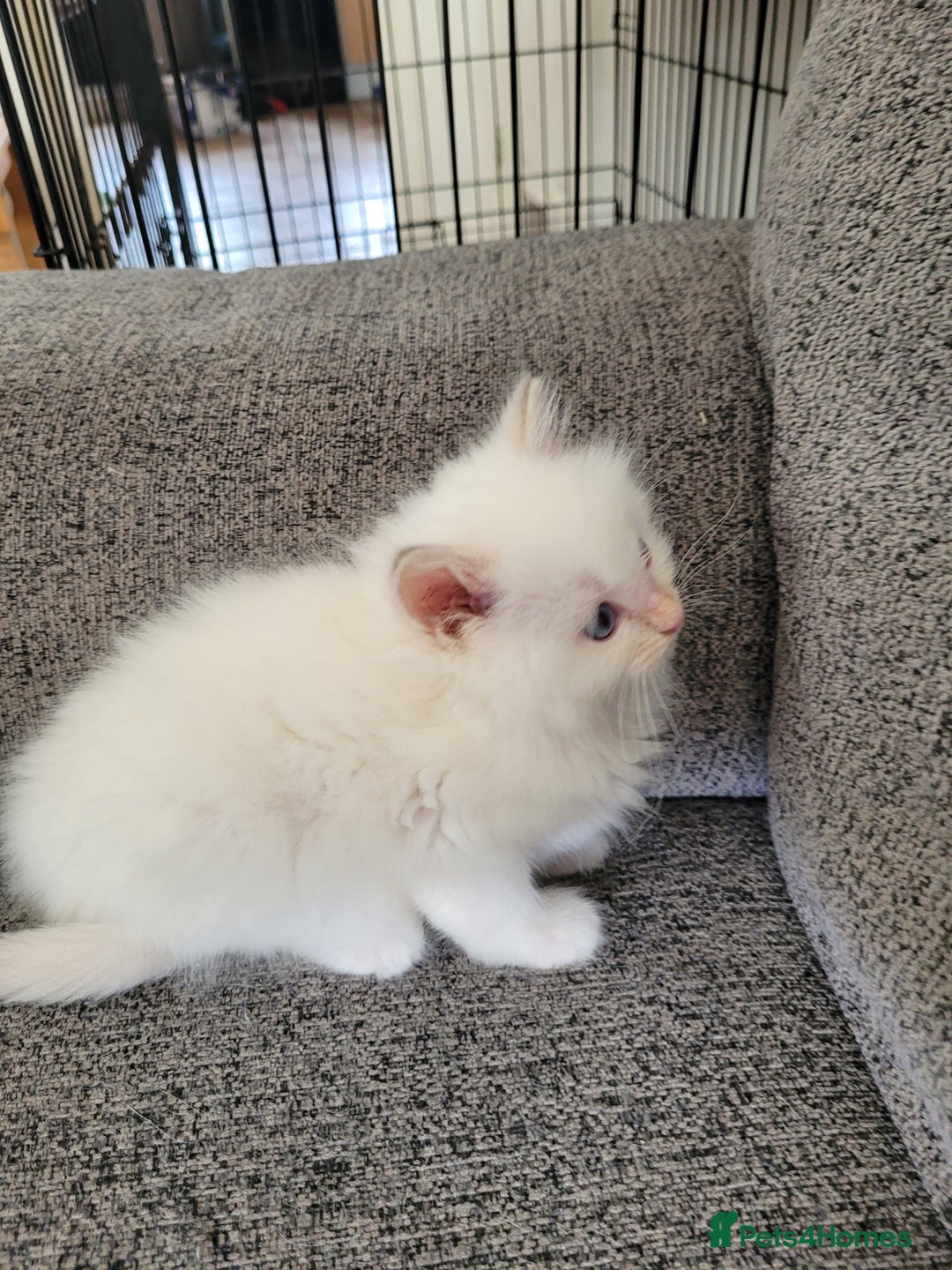 Ragdoll cats for sale: REDUCED Ragdoll kitten ready now - Image 10