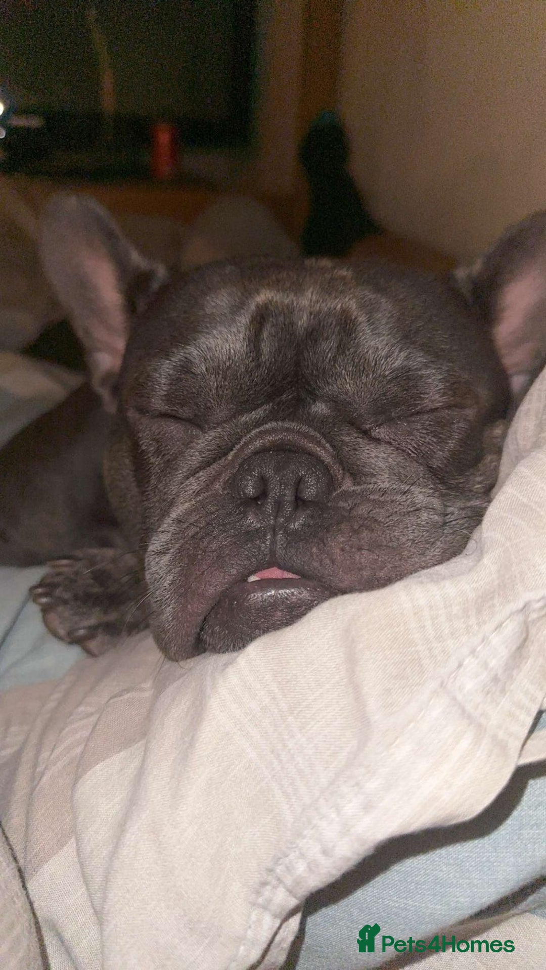 French Bulldog dogs for sale: I have a blue french bulldog forsale  - Advert 3