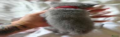 British Shorthair Kitten 
