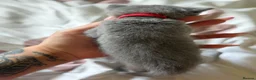 British Shorthair cats for sale: British blue Kittens  - Advert 16