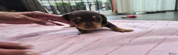 Dachshund dogs for sale: Miniature dachshund puppies in Bridlington - Advert 4