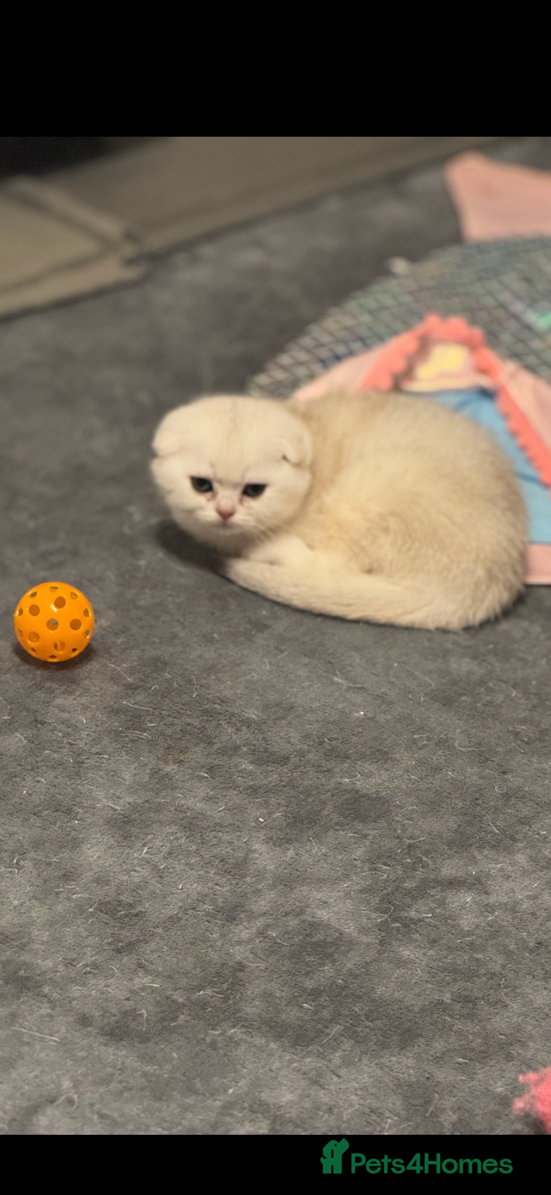 Scottish Fold cats for sale: Scottish pedigree kittens fold and straight - Advert 9