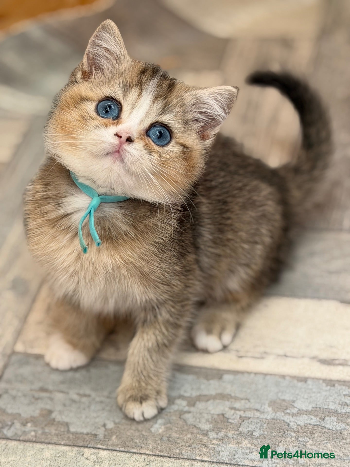 British Shorthair cats British shorthair/longhair golden kittens  - Advert 23
