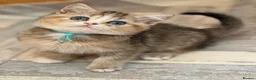 British Shorthair cats for sale: British shorthair/longhair golden kittens  - Advert 11