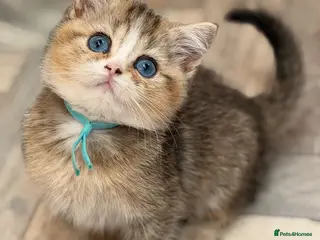 British Shorthair cats British shorthair/longhair golden kittens - Advert 23