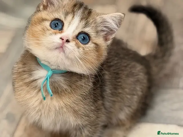 British Shorthair cats British shorthair/longhair golden kittens - Advert 13