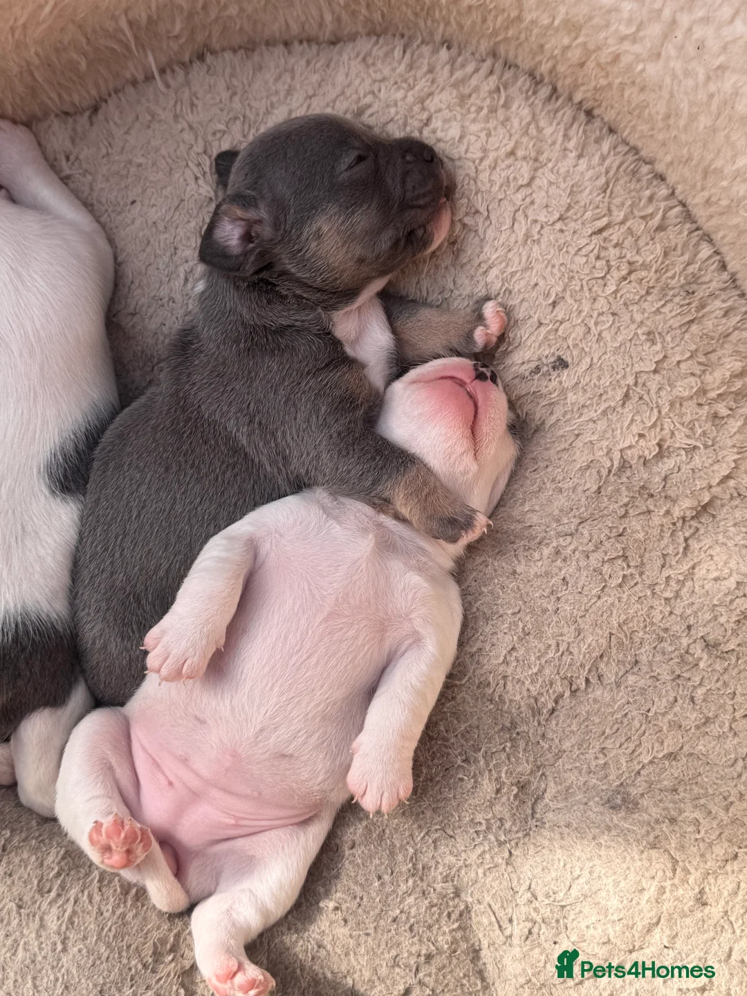 Mixed Breed dogs for sale: Mrs Hudson  in Dorking - Advert 2