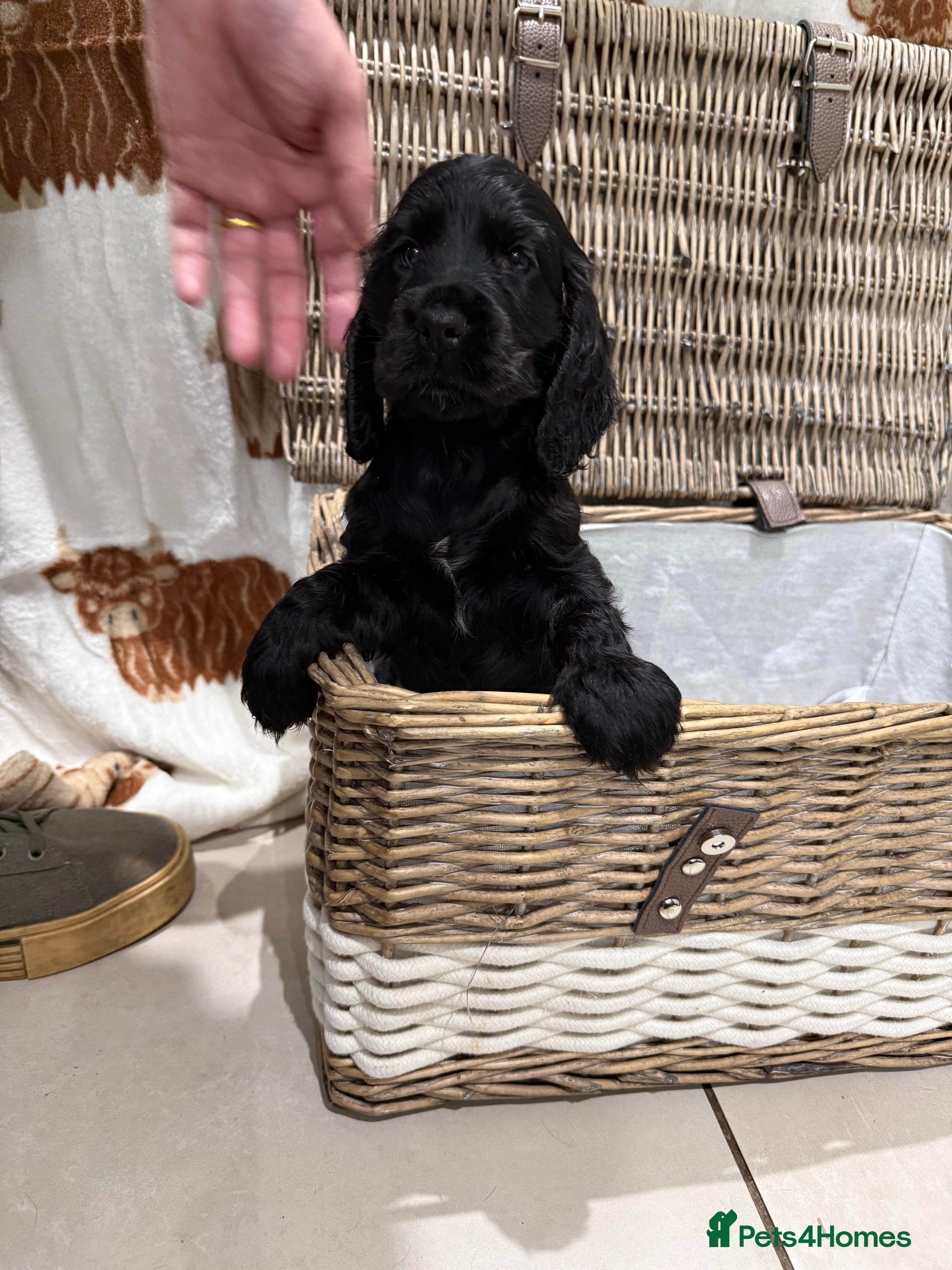 Cocker Spaniel dogs Show Cocker Spaniel puppies  - Advert 2