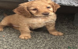 Cockapoo dogs for sale: 8 week old cockapoo - Advert 1