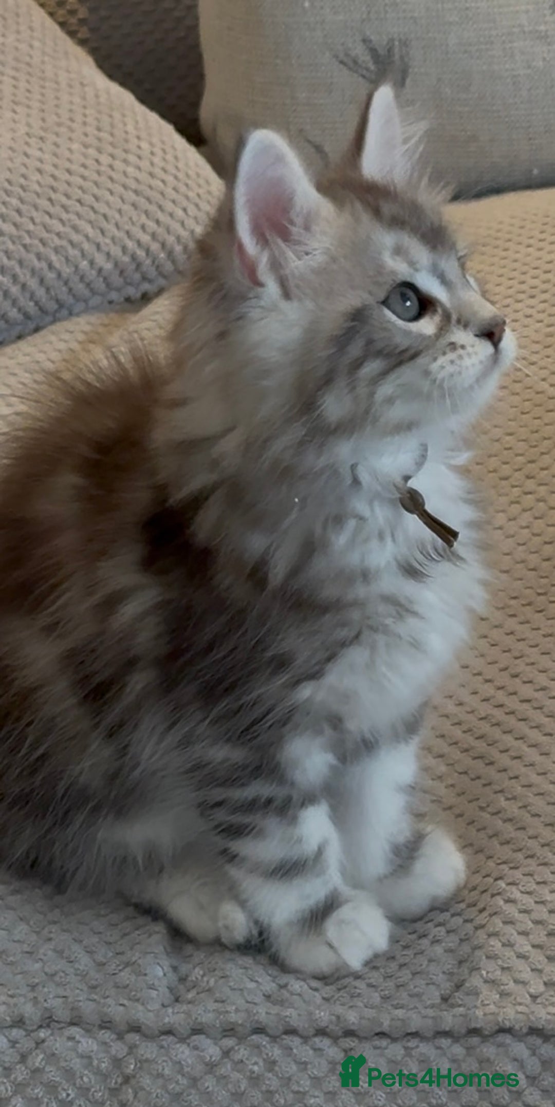 Maine Coon cats for sale: Outstanding pedigree kittens - Image 13