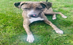 Mixed Breed dogs for sale: Merle female American bulldog 9 months - Image 1