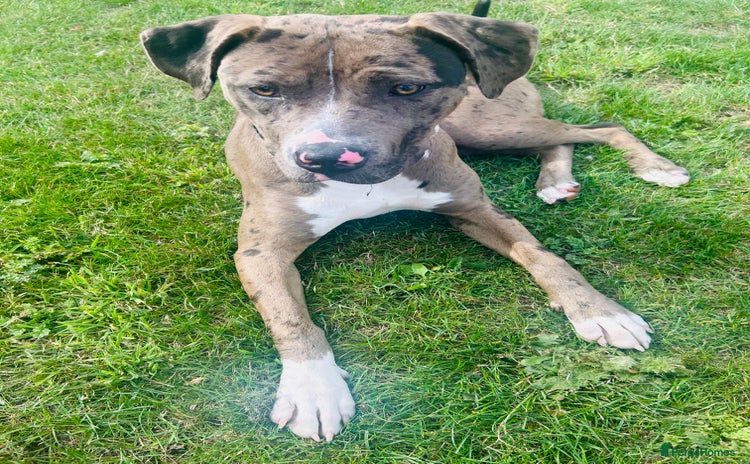 Mixed Breed dogs - Advert 2