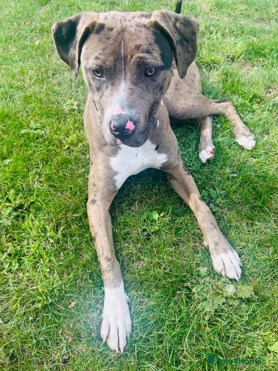 Mixed Breed dogs for sale: Merle female American bulldog 9 months - Image 1