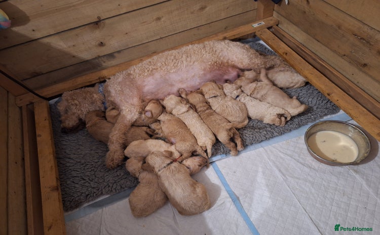 Cockapoo dogs - Advert 7