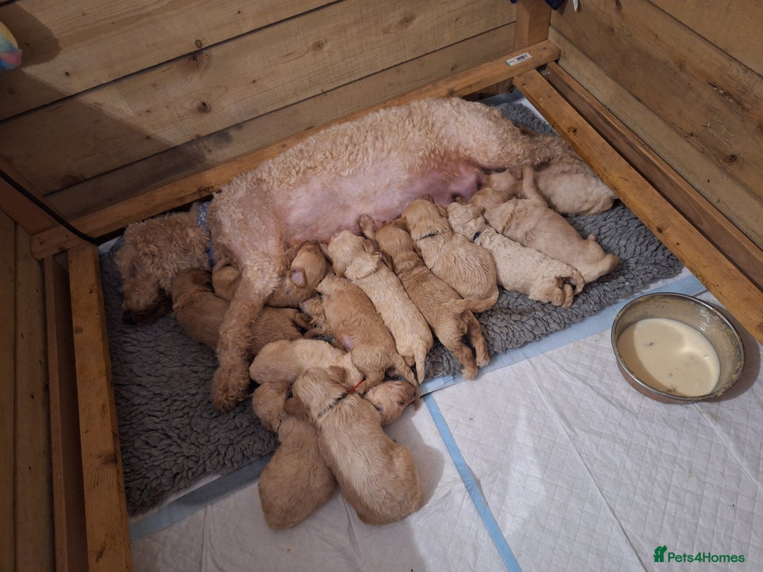 Cockapoo dogs for sale: F1b fully dna health tested toy cockapoos  - Image 1