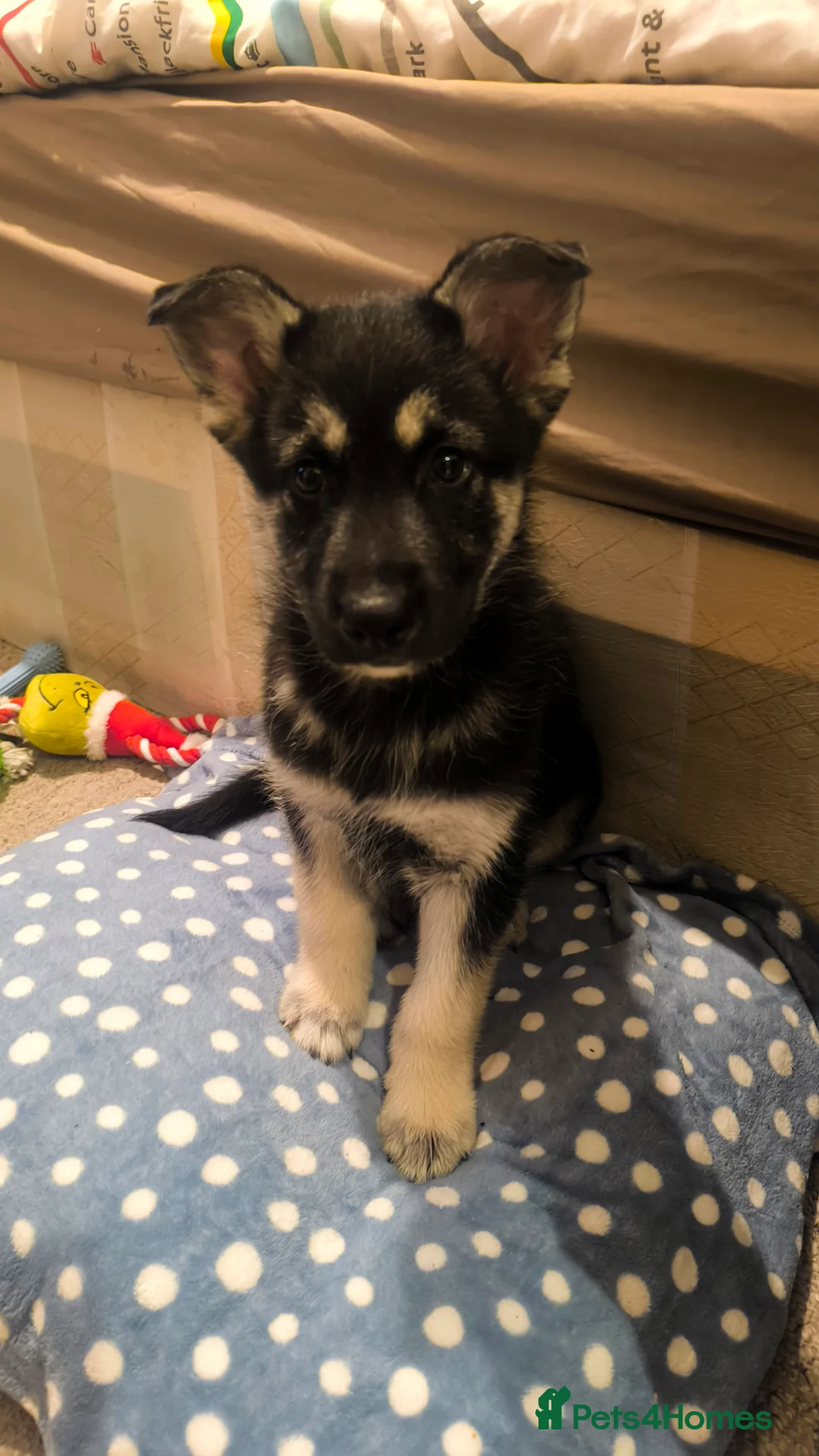 Siberian Husky dogs for sale: Siberian husky male puppy sale in London - Advert 2