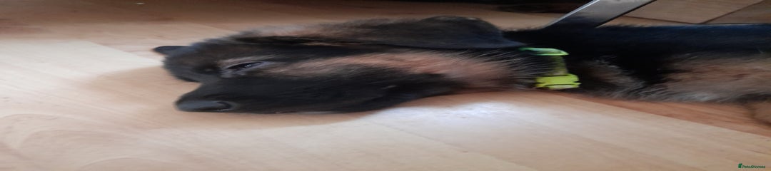 German Shepherd Puppy 4