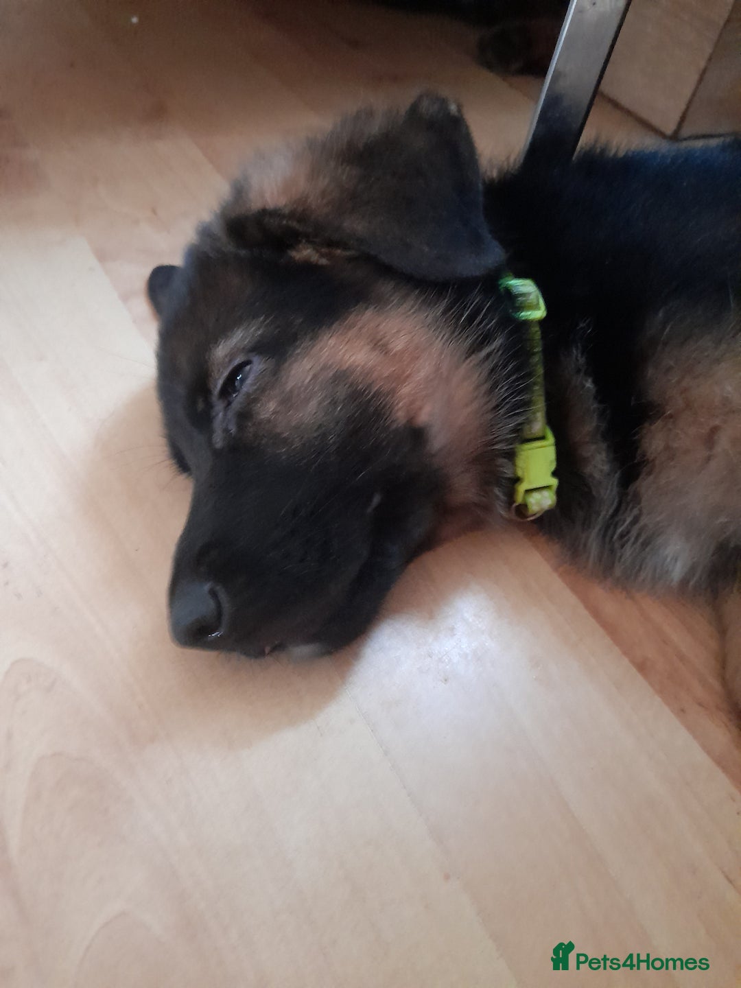 German Shepherd dogs for sale: German Shepherd Puppies for Sale - Image 6