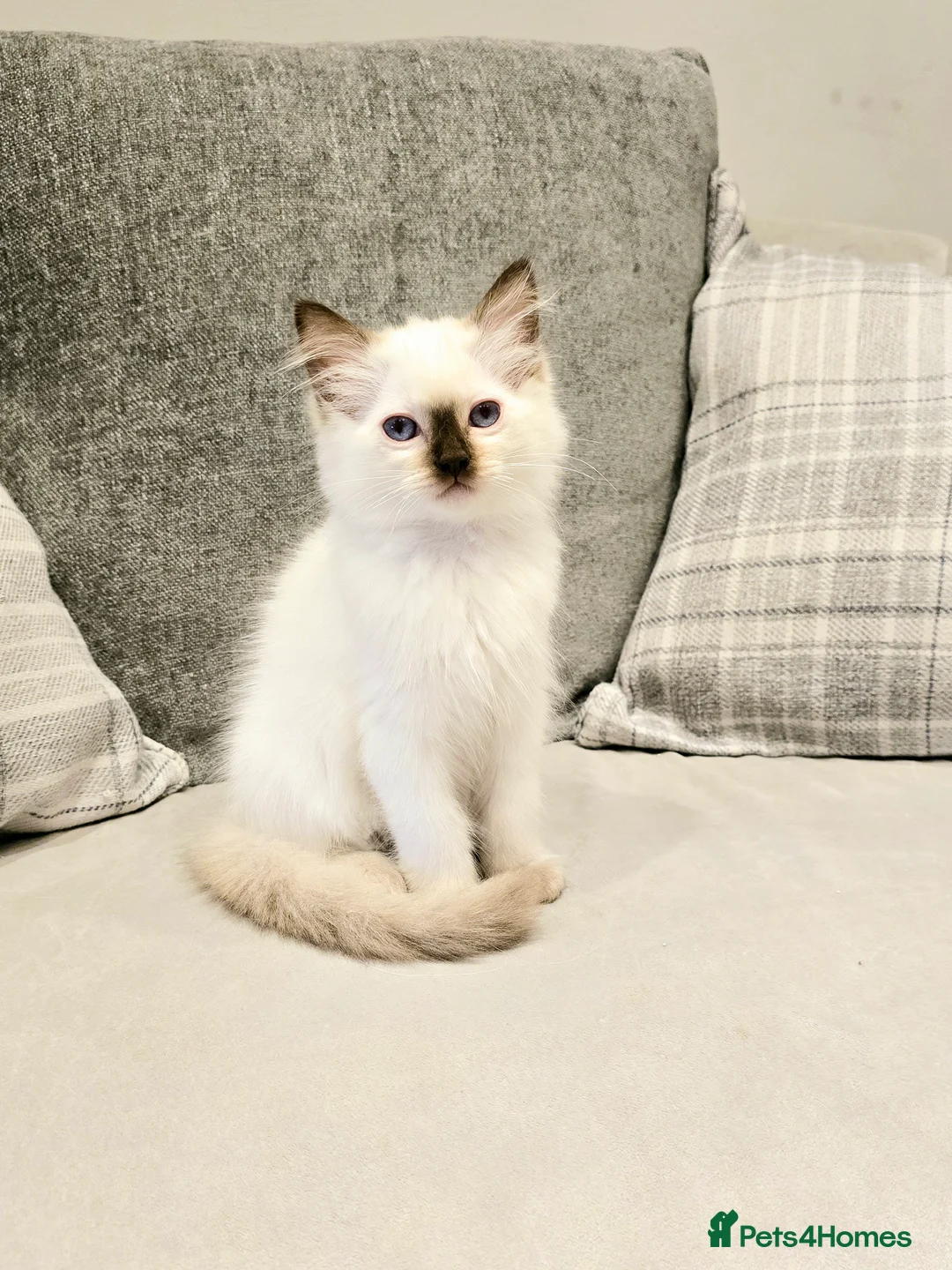Ragdoll cats for stud: Blue Point Champion Line GCCF Registered Stud in Maidstone - Advert 12