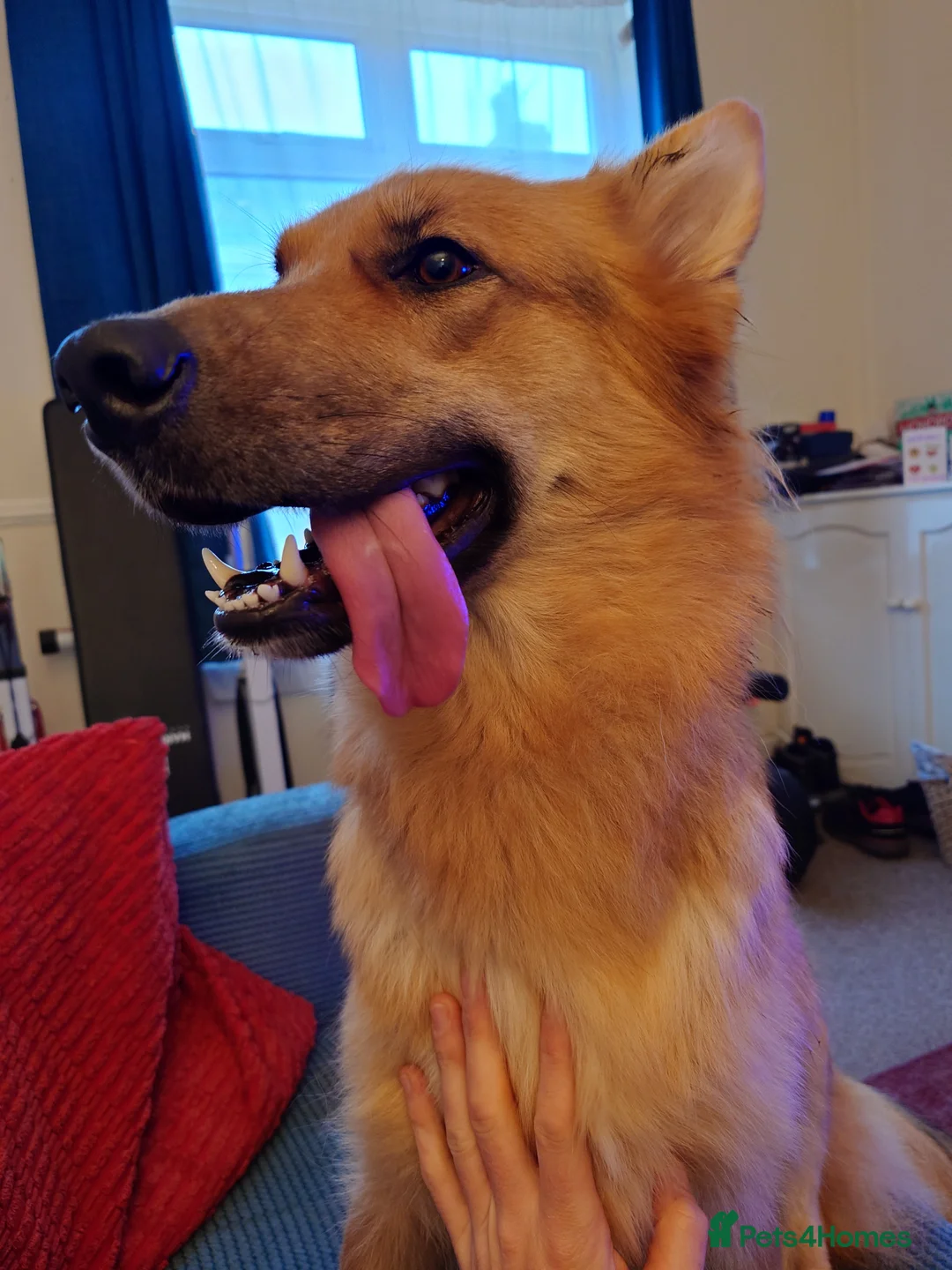 Shepsky dogs for sale: German Shepherd pups in Mexborough - Advert 2