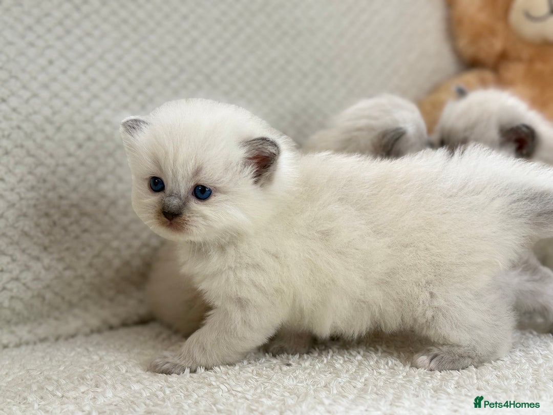Ragdoll cats for sale: Stunning Bluepoint Ragdoll Kittens for sale - Image 23