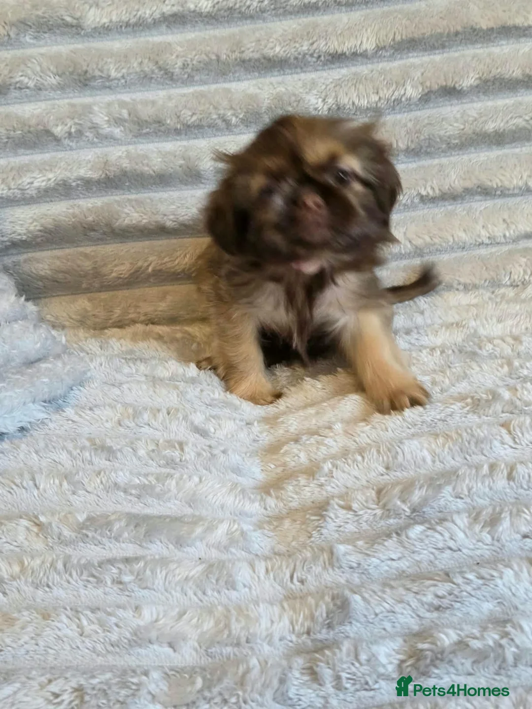 Shih Tzu dogs for sale: Imperial shih tzu babies in Barnsley - Advert 9
