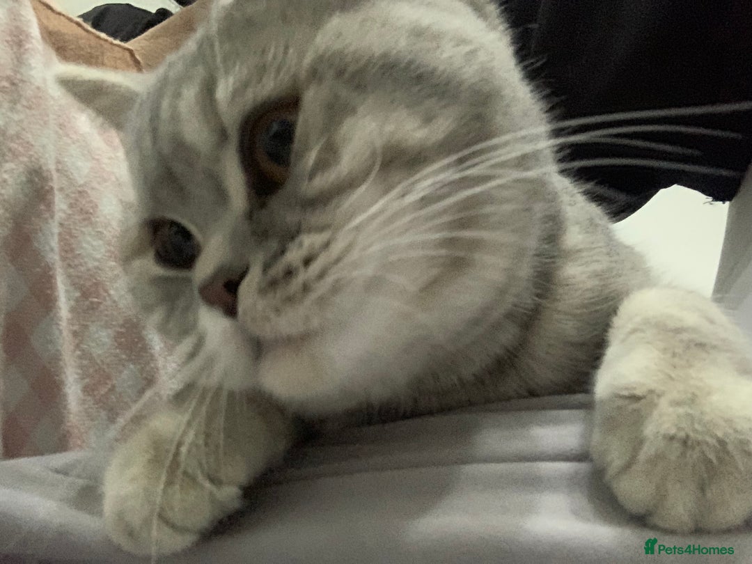 British Shorthair cats for sale: 1 Year Old Light Grey Female British Shorthair - Advert 3