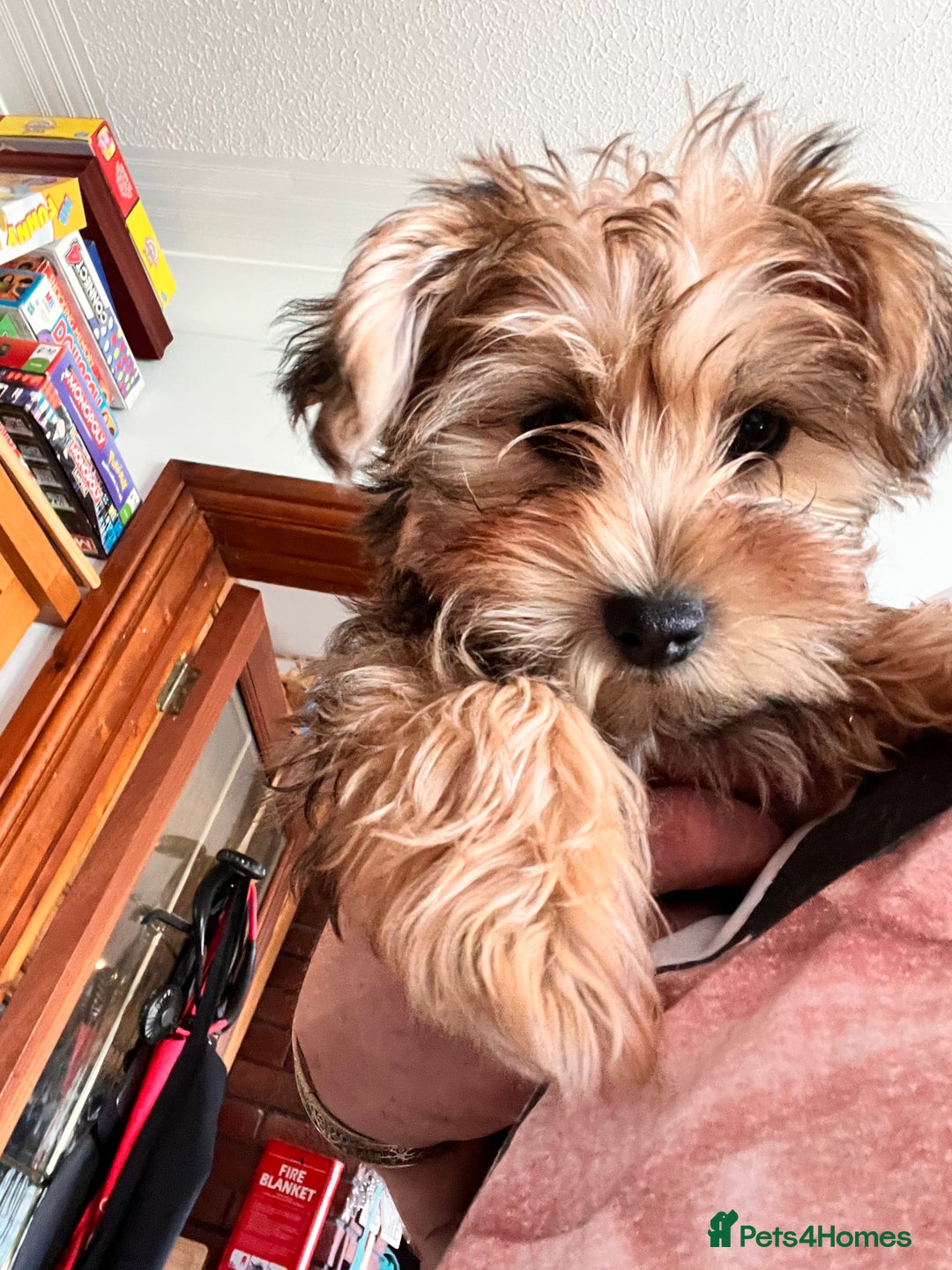 Yochon dogs for sale: Millies first litter  - Image 7