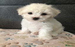Bichon Frise dogs for sale: Bichon frise puppies  in Bristol - Image 4