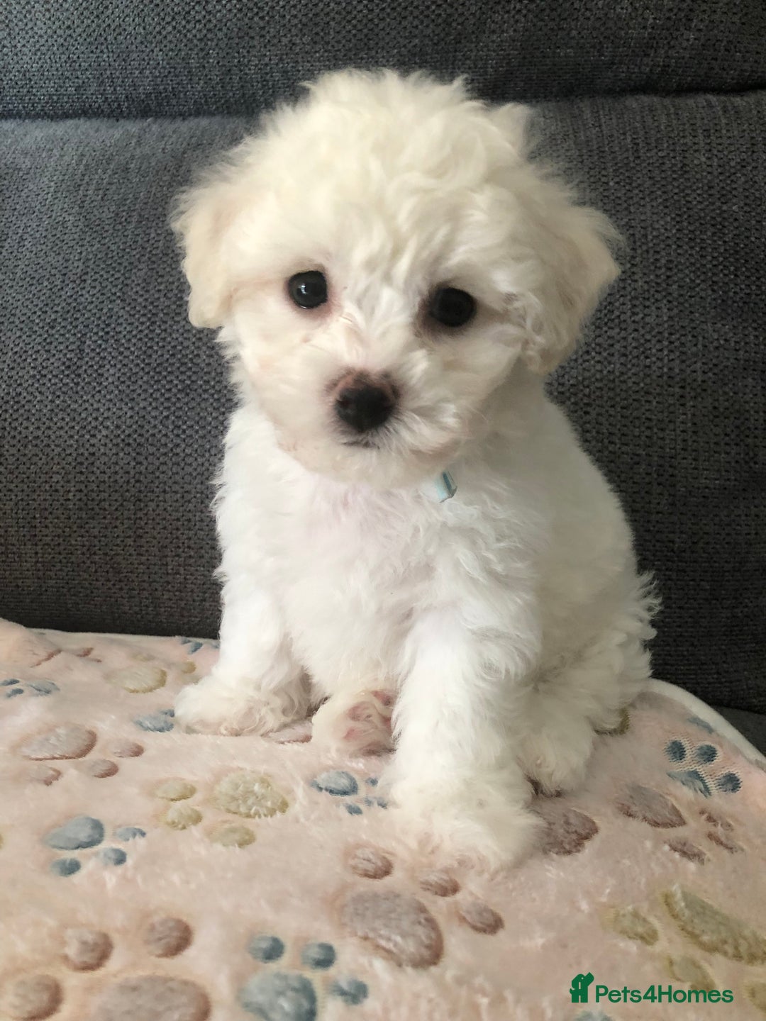 Bichon Frise dogs for sale: Bichon frise puppies  in Bristol - Image 4