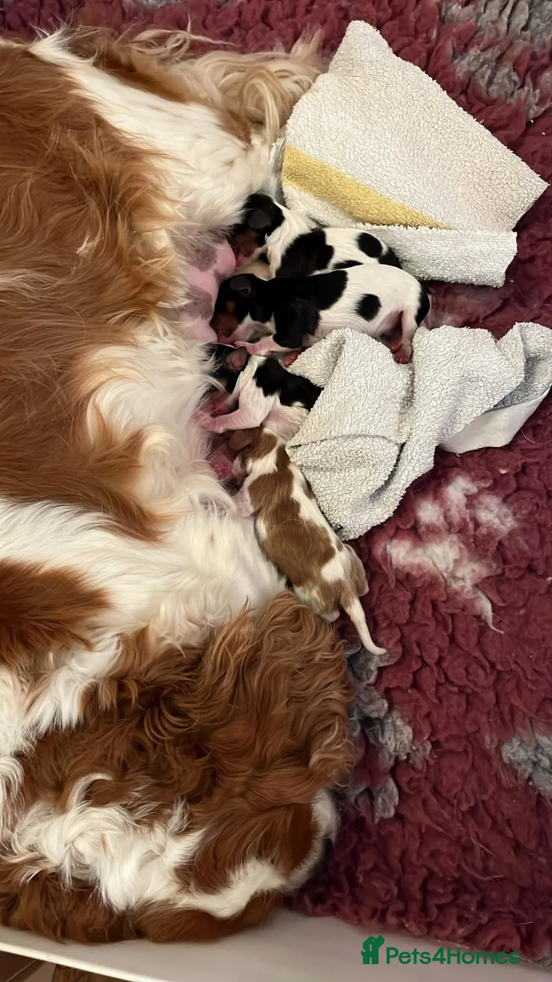 Cavalier King Charles Spaniel dogs for sale: KCRegistered Cavalier King Charles Spaniel Puppies - Advert 5