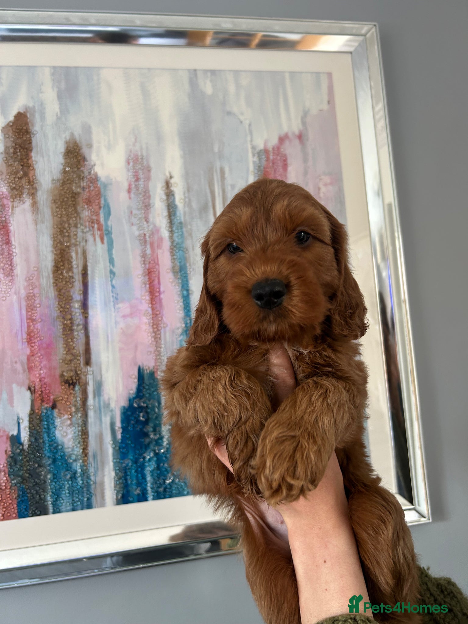 Irish Doodle dogs 3 left! F1 miniature Irish doodles  - Advert 1