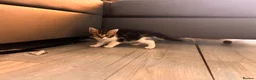 Mixed Breed cats for sale: Adorable, curious tabbies looking for loving homes in London - Advert 10
