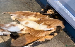 Mixed Breed cats for sale: Home Reared Kittens - Image 6